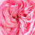 Ružová - Záhonová ruža - floribunda - Mariatheresia®